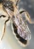 Andrena sp.